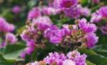 Mạng xã hội đang 'rụng tim' vì loạt ảnh hoa bằng lăng tím phủ kín phố phường