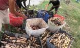Loại củ lấy từ bùn hôi đang bán đầy chợ, giá 30.000 đồng/kg, chế đủ món ngon, kiểm soát cân nặng