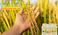 Phân Bón LUTOT - Bí Quyết Nâng Cao Năng Suất Cây Lúa