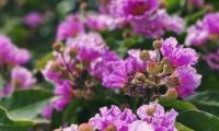 Mạng xã hội đang 'rụng tim' vì loạt ảnh hoa bằng lăng tím phủ kín phố phường